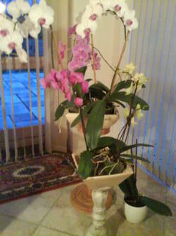 Billede af orkideer